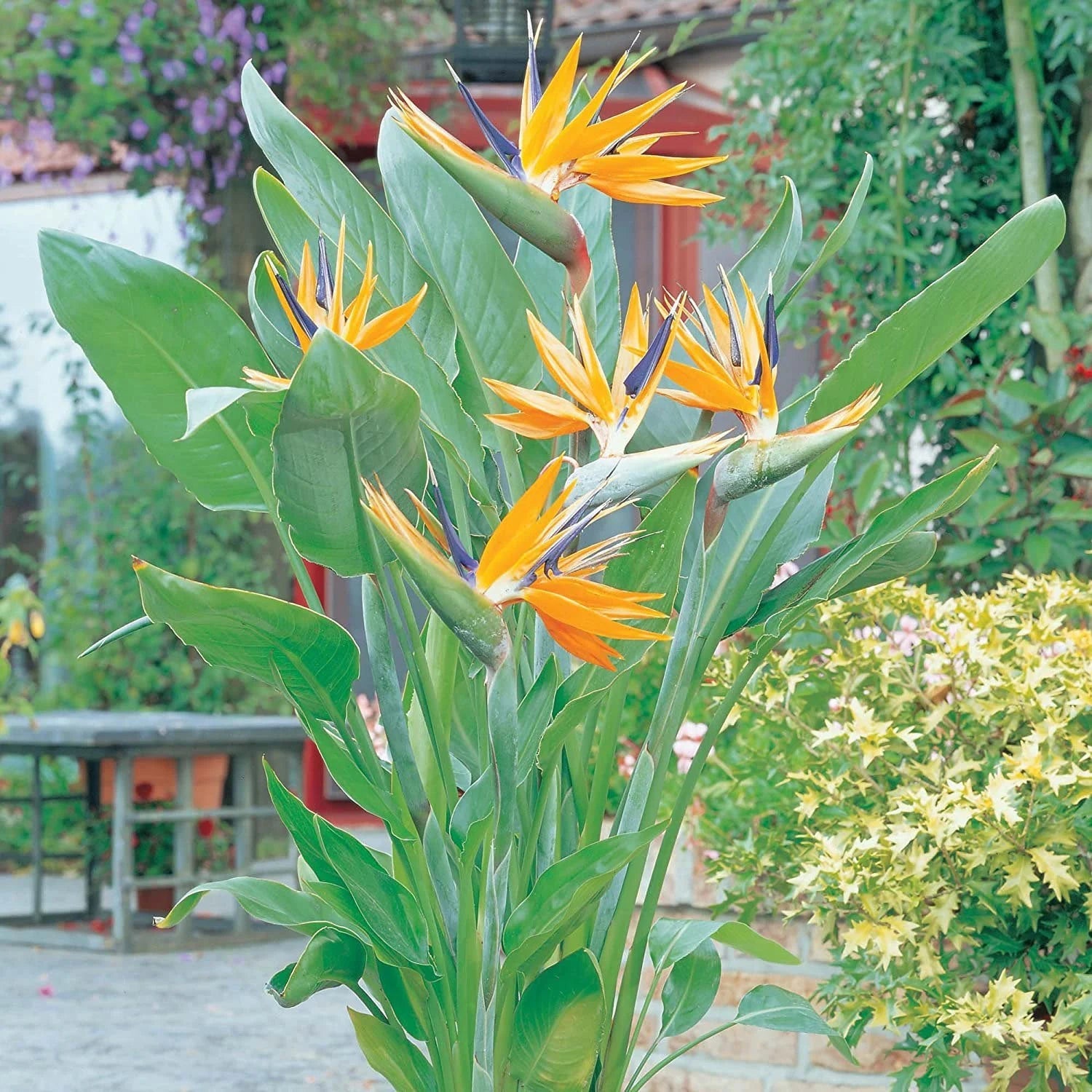Heirloom Non-GMO Yellow Blue Strelitzia Reginae Flower Seeds for Planting – Bird of Paradise Seeds - Non-GMO for planting in home garden